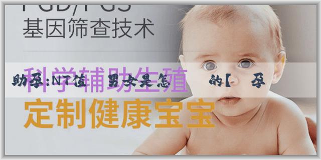 助孕:NT值測男女是怎麼測的？懷孕能測男女嗎？